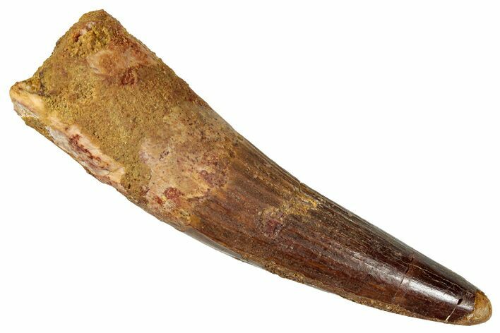 Fossil Spinosaurus Tooth - Real Dinosaur Tooth #357468